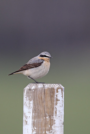 Northern Wheatear