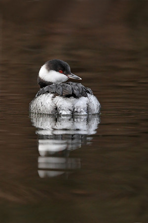 Slavonian Grebe
