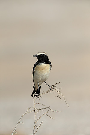 Desert Wheatear