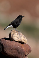 Black Wheatear
