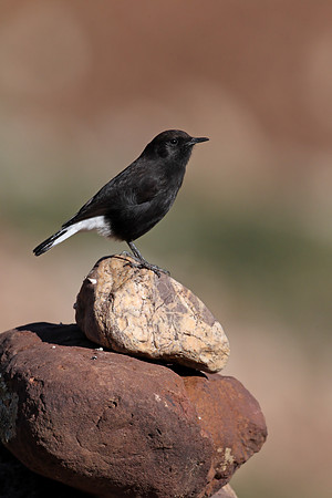 Black Wheatear