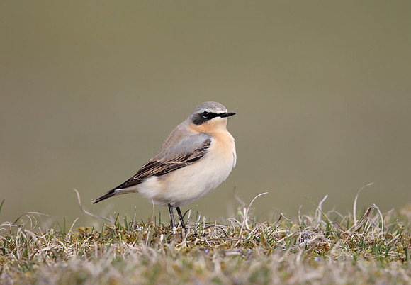 Northern Wheatear