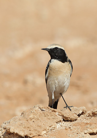 Desert Wheatear