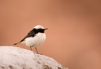 Mourning Wheatear