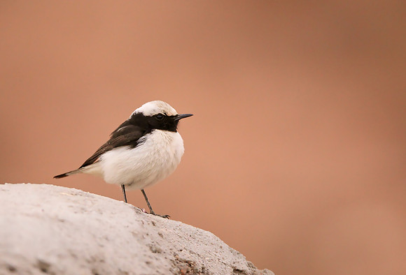 Mourning Wheatear