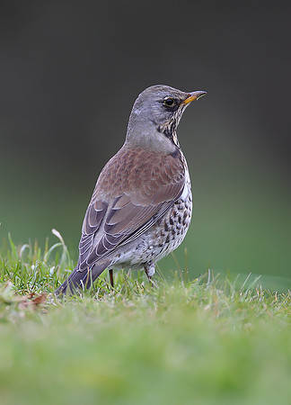 Fieldfare