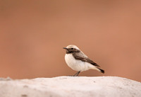 Mourning Wheatear