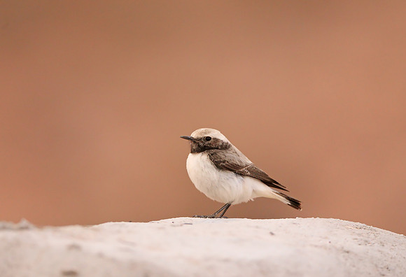 Mourning Wheatear