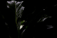 Rainforest #5