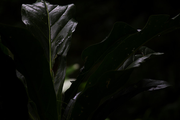 Rainforest #5