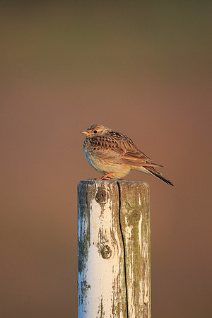Skylark