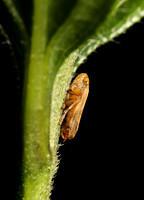 Froghopper