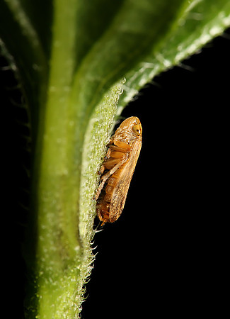 Froghopper