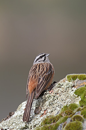 Rock Bunting