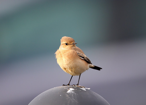 Desert Wheatear