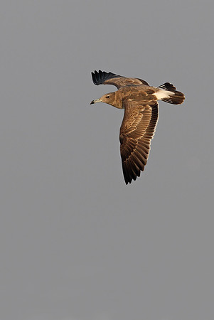 Sooty Gull