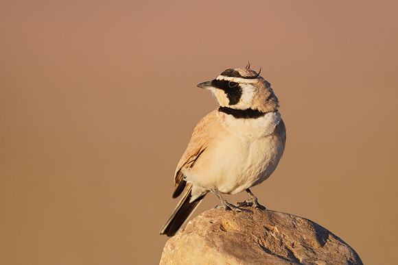Temminck's Lark