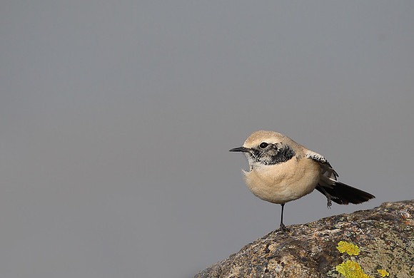 Desert Wheatear