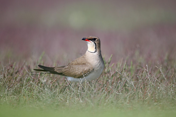 Collared Pratincole