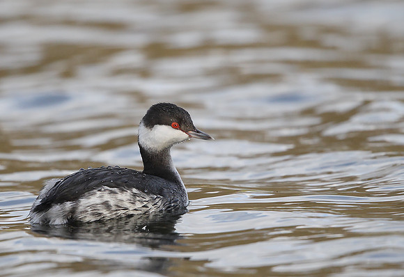Slavonian Grebe