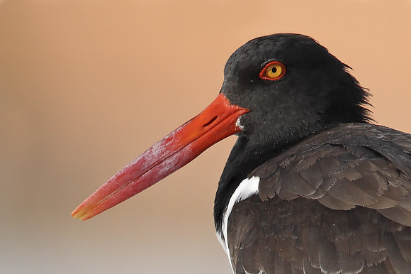 American Oystercatcher