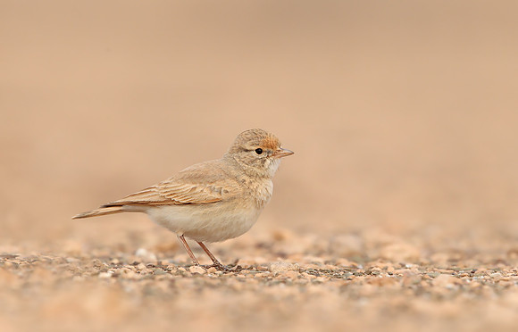 Bar-tailed Desert Lark