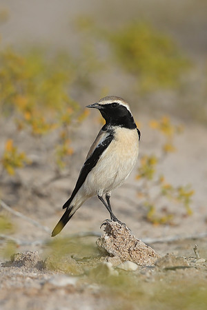 Desert Wheatear
