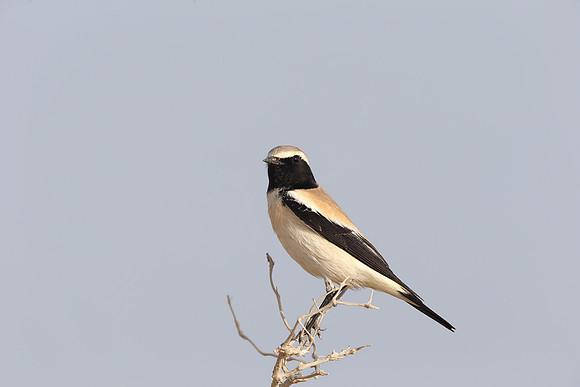 Desert Wheatear