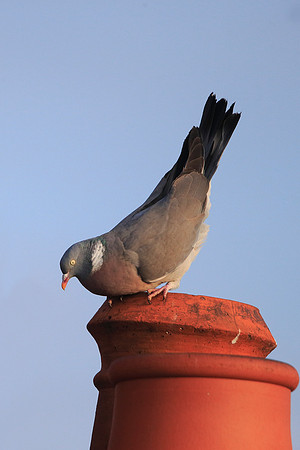 Woodpigeon