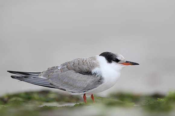 Common Tern