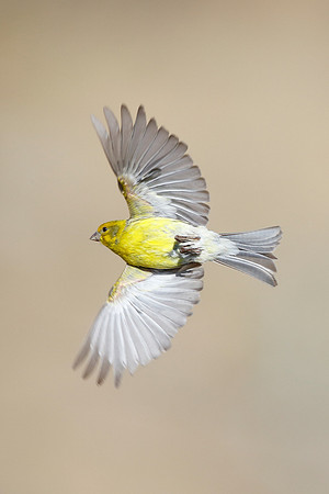 Atlantic Canary