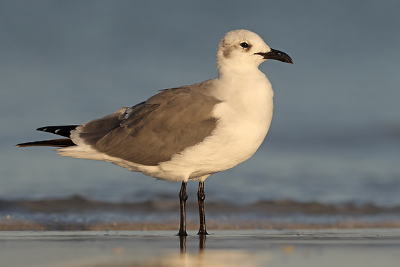 ​Laughing Gull