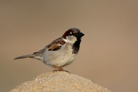 House Sparrow