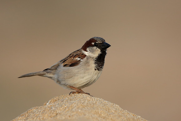 House Sparrow