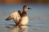 Ring-necked Duck