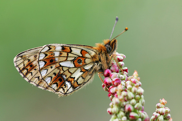 Small Pearl-bordered Fritillary
