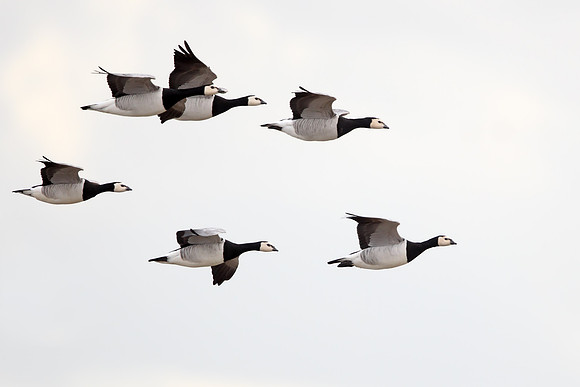 Barnacle Goose