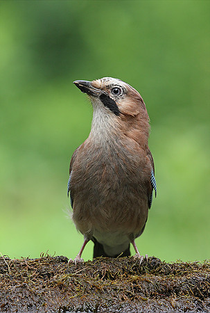 Jay