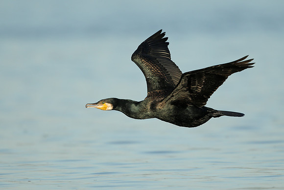 Cormorant
