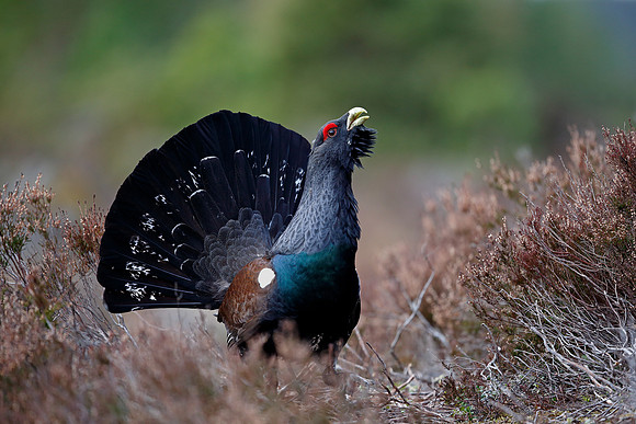 Capercaillie