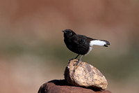 Black Wheatear