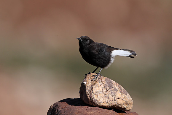 Black Wheatear