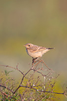Isabelline Wheatear