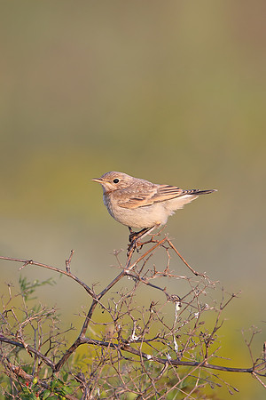 Isabelline Wheatear