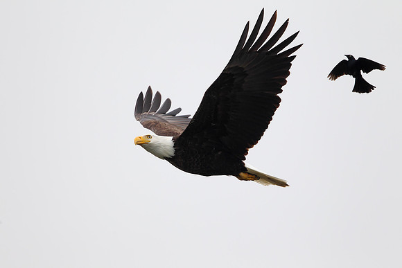 Bald Eagle