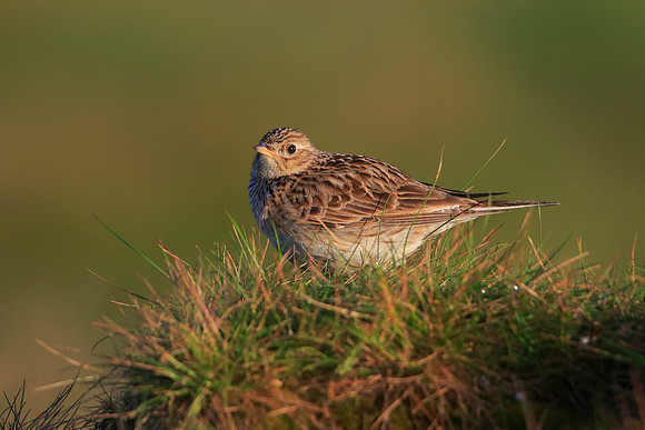 Skylark