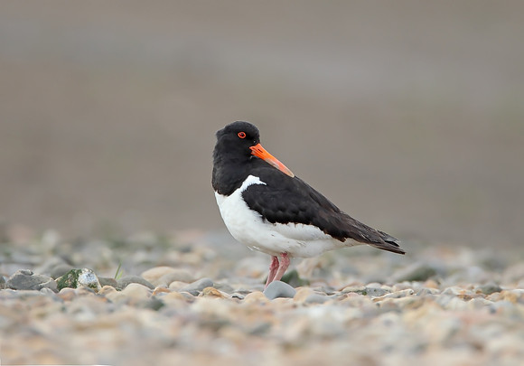 Oystercatcher