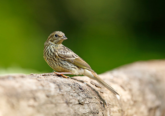 Yellowhammer