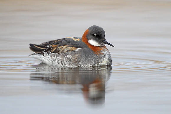 Red-necked Phalarope