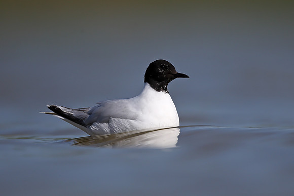 Little Gull